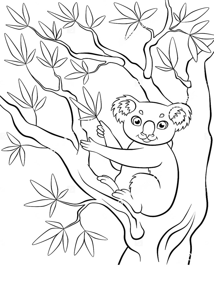 raskraski-koala-14