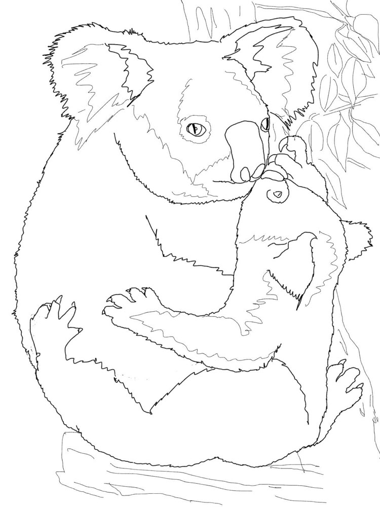 raskraski-koala-15