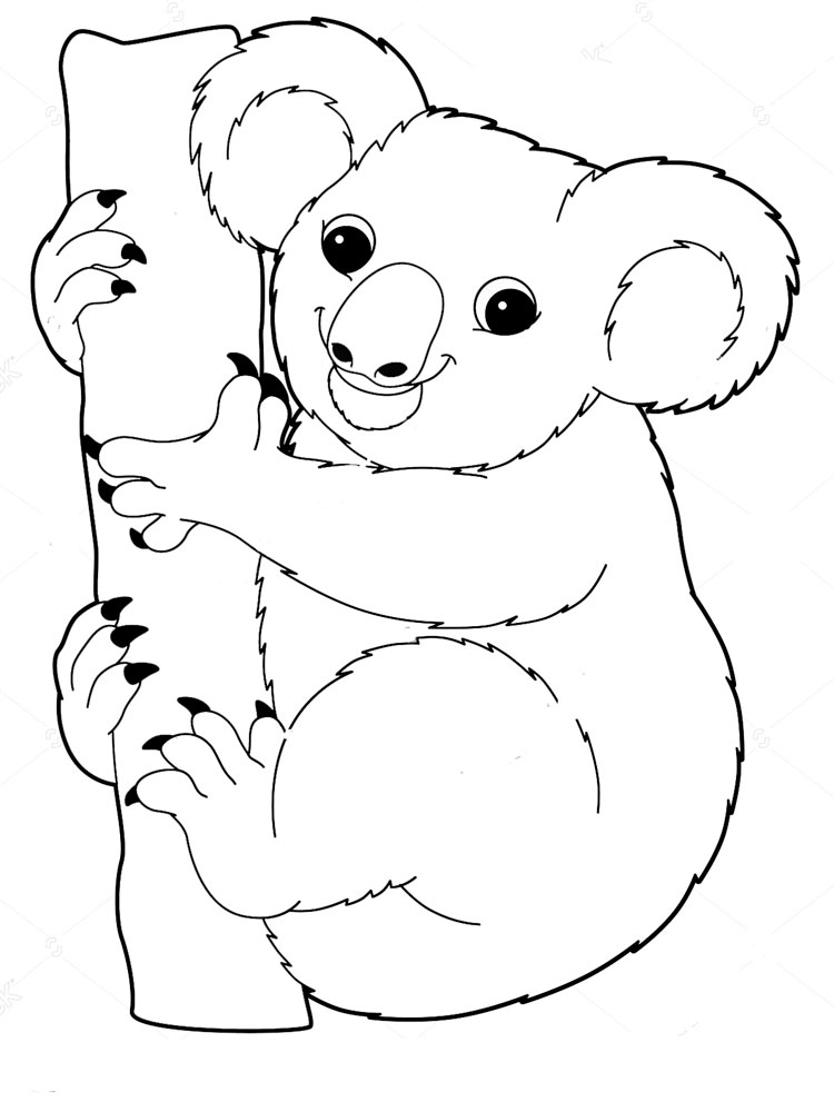 raskraski-koala-4