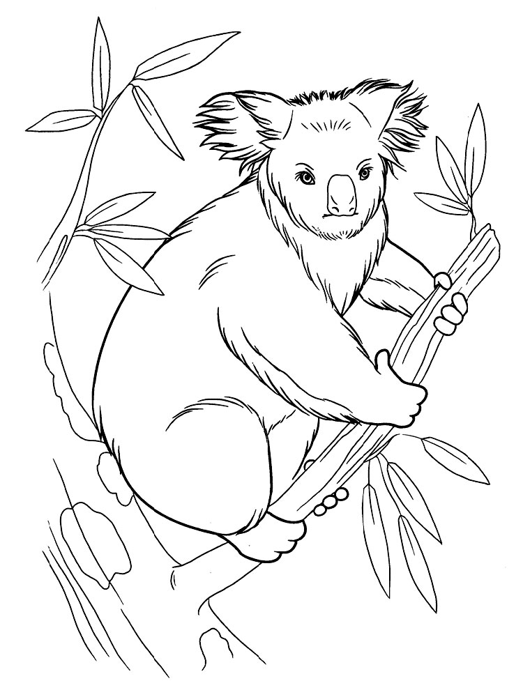 raskraski-koala-7
