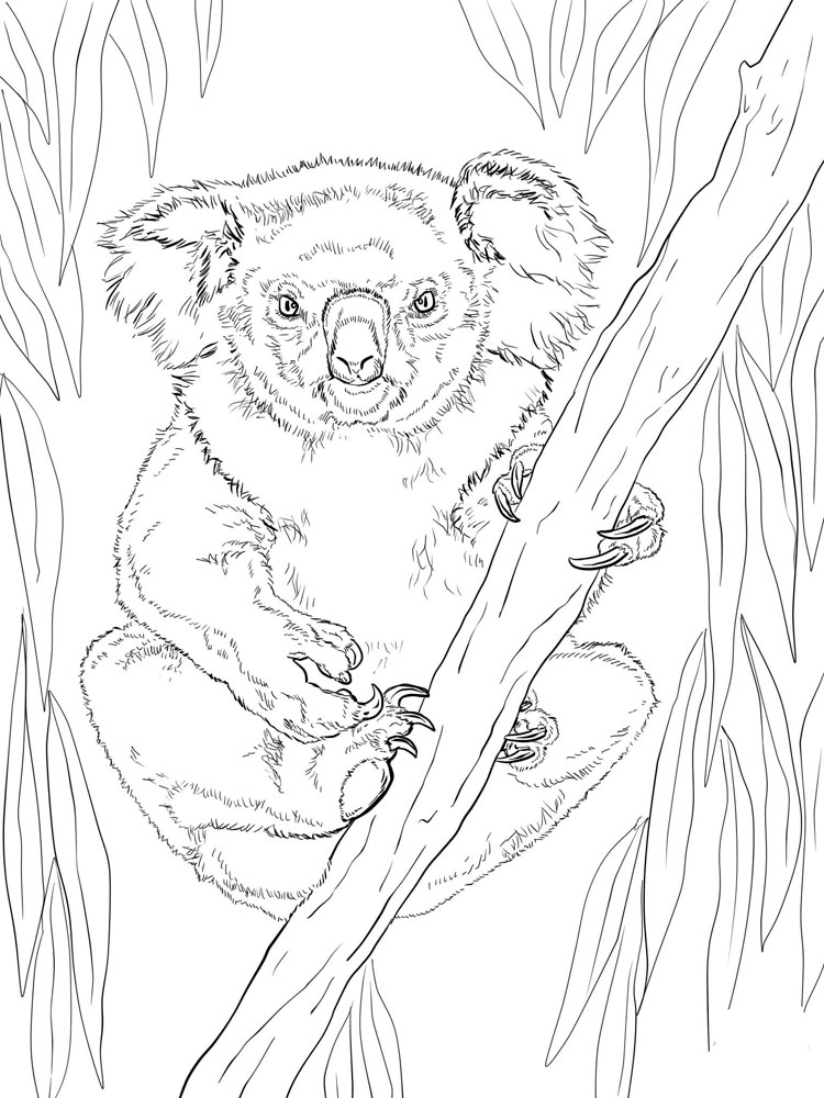 raskraski-koala-8
