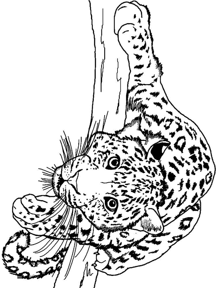 raskraski-leopard-1