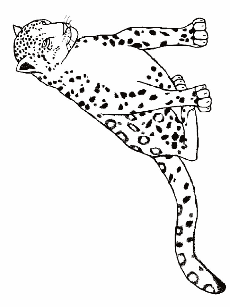 raskraski-leopard-9