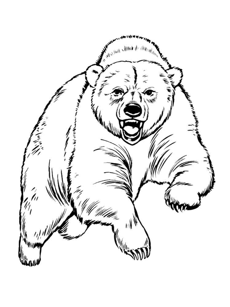 raskraski-medved-28