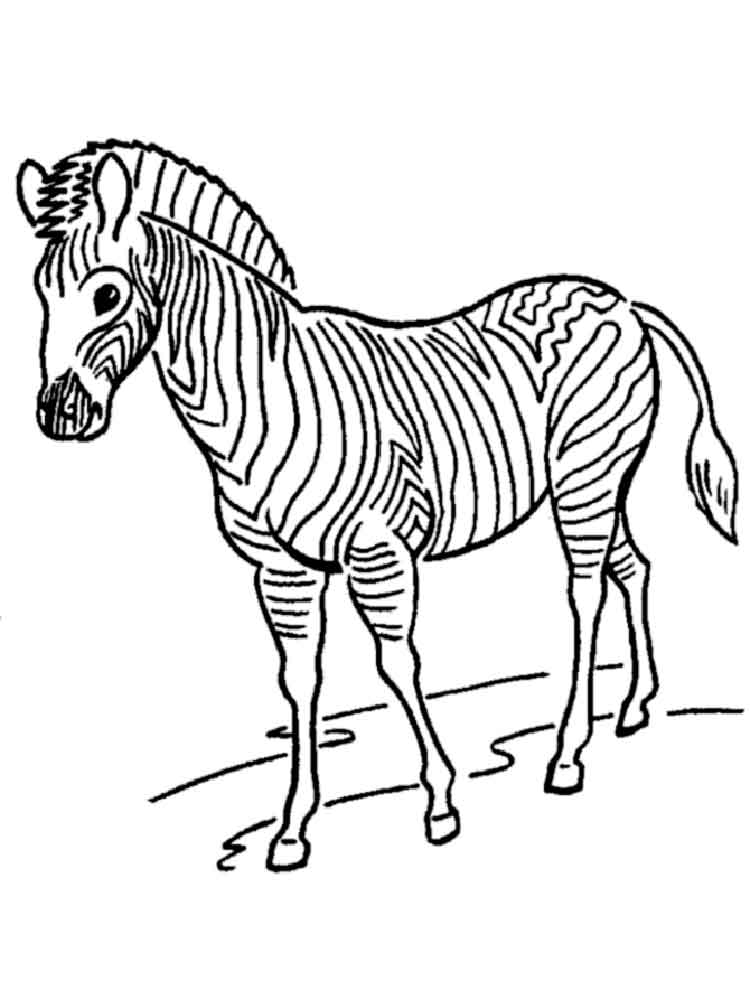 raskraski-zebra-18